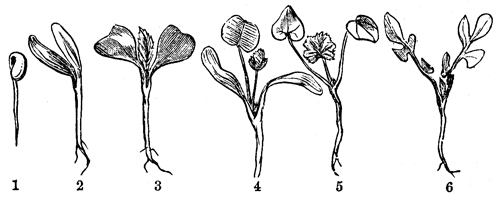 Flower Parts - Image 2