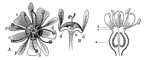 Flower Parts - Image 9