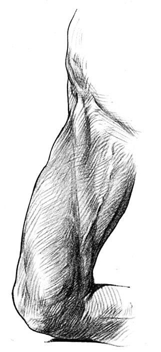 Knee Anatomy - Inner Side of Thigh Showing Ridge Formed by the Sartorius Muscle