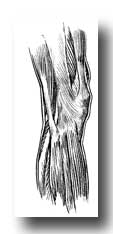 Knee Anatomy - The Outer Side of the Knee