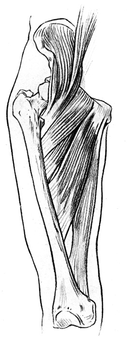 Leg Muscles - Ilio-Psoas and Adductor Muscles of the Thigh
