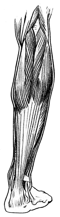 Leg Muscles - Muscles of the Popliteal Space and Calf of the Leg