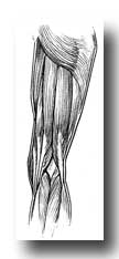 Leg Muscles - Muscles of the Back of the Right Thigh and Popliteal Space