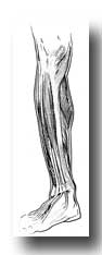 Leg Muscles - The Inner Side of the Right Leg