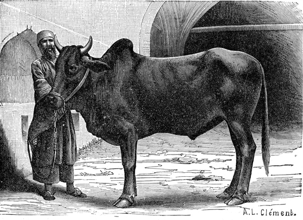 Persians - Man with an Ox of the Bishopric