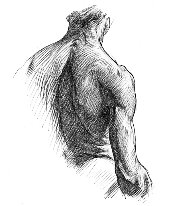 Shoulder Anatomy - Back of the Neck, Upper Part of Trunk, and Arm