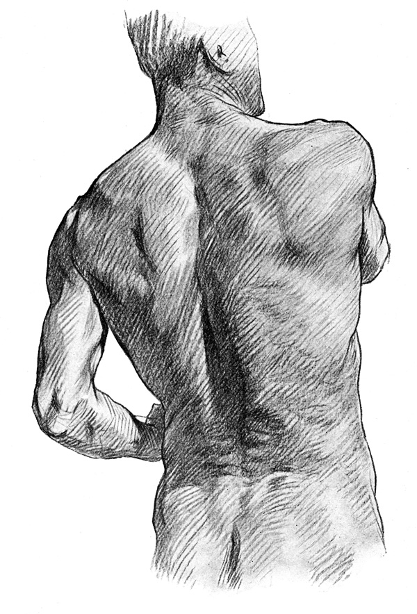 Shoulder Anatomy - The Muscular Prominences on the Back of the Trunk, Buttock, and Neck
