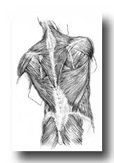 Shoulder Anatomy - The Muscles on the Back of the Trunk, Buttock, and Neck