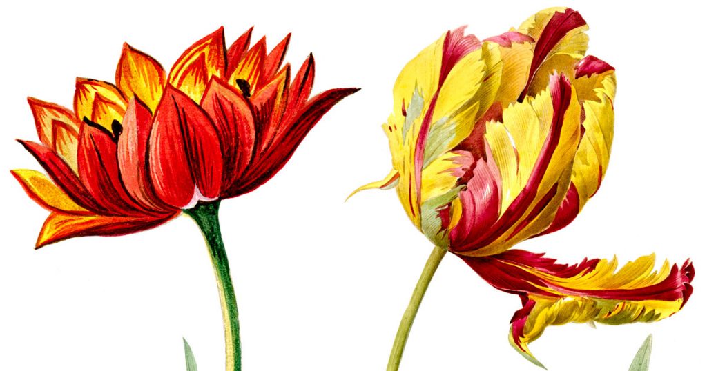 Tulip Drawings