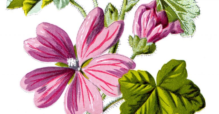 Images of Flowers - Karen's Whimsy