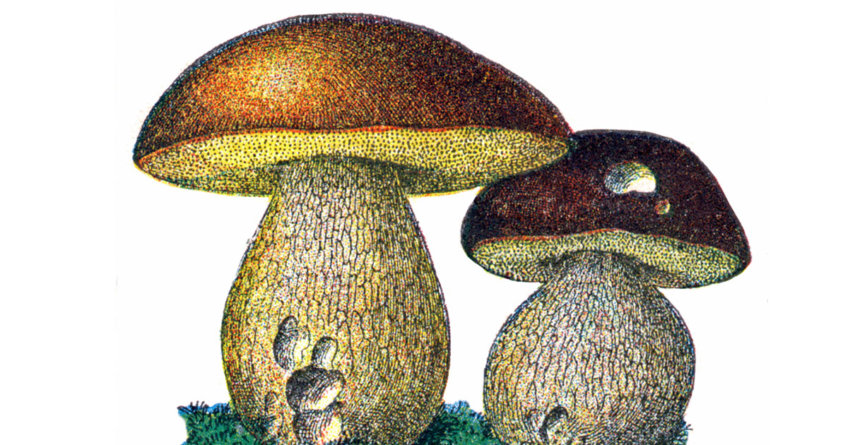 Mushroom Clipart ~ Karen's Whimsy