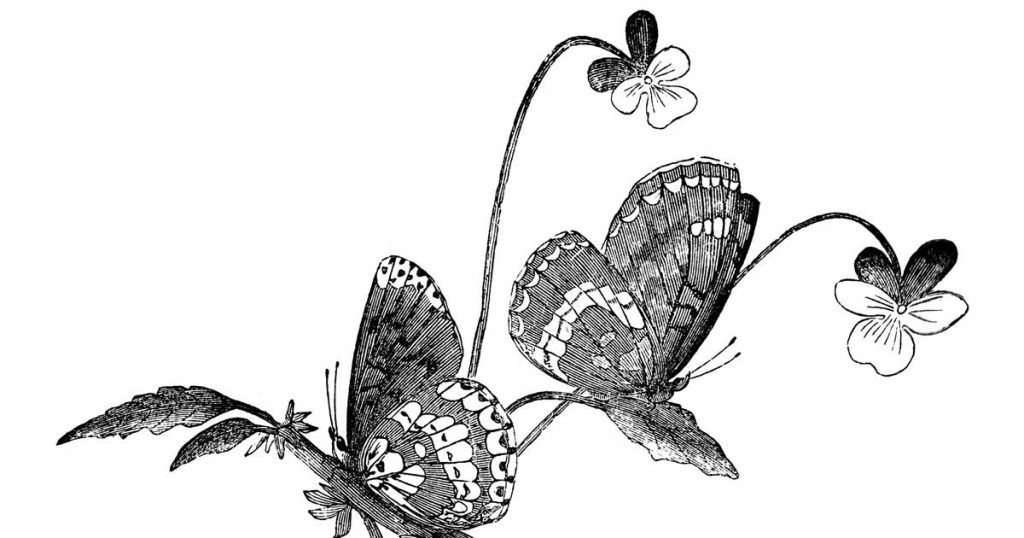 Vintage Butterfly Sketch I' Canvas Art by June Erica Vess - Walmart.com