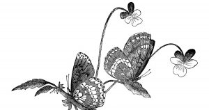 Butterfly Drawings
