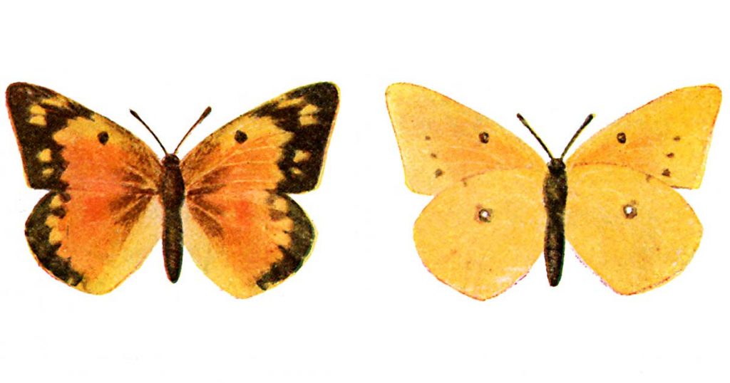 Kinds of Butterflies