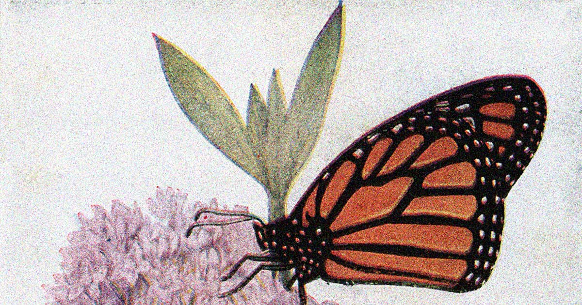 Monarch Butterfly Card – Anne Green Design