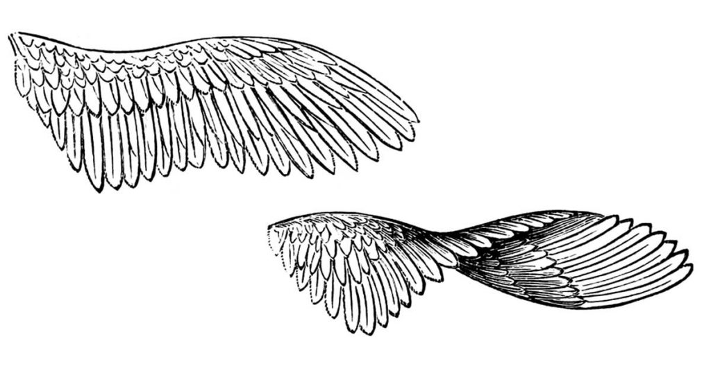 Bird Wings