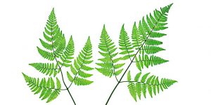 Fern Drawings