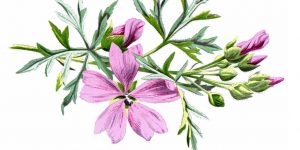 Free Images of Flowers