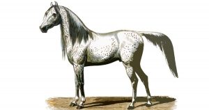 Horse Images