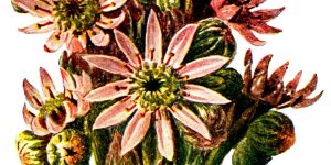 Pictures of Wildflowers