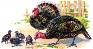 Thanksgiving Turkey Images