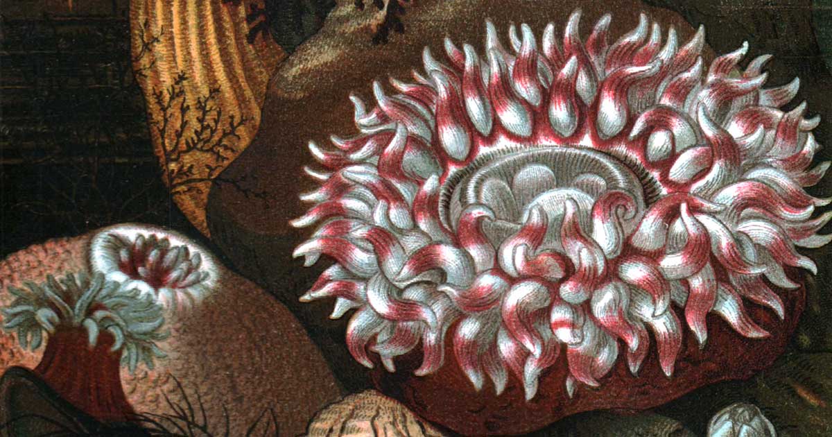 Ocean Animals Clip Art ~ Karen's Whimsy