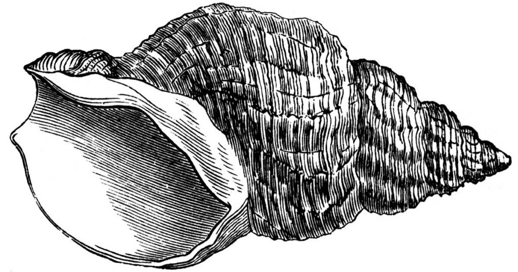 Seashell Sketches