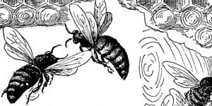 Bee Clipart