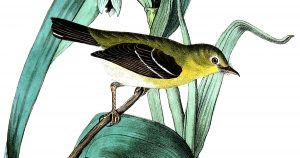 Free Pictures Of Birds