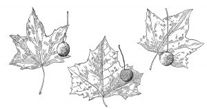 Black And White Leaf Clipart