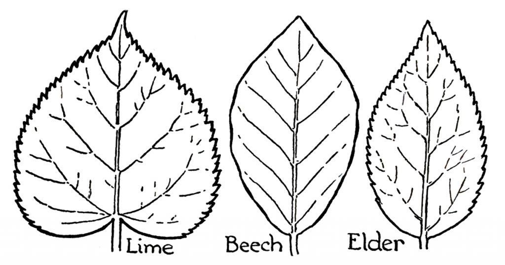Black And White Leaf Clip Art