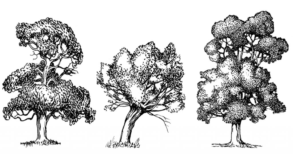 Black And White Tree Clipart