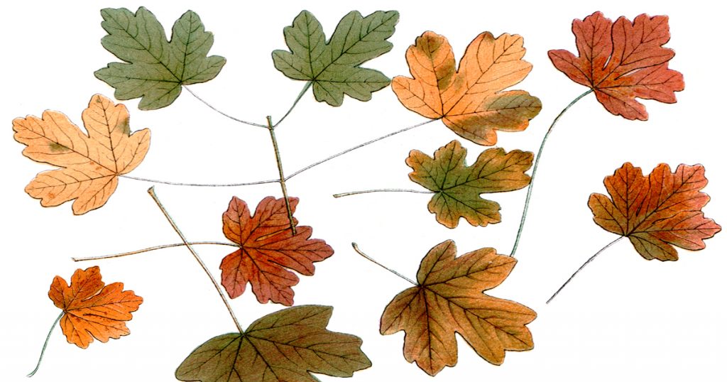 Drawings Of Maple Leaves