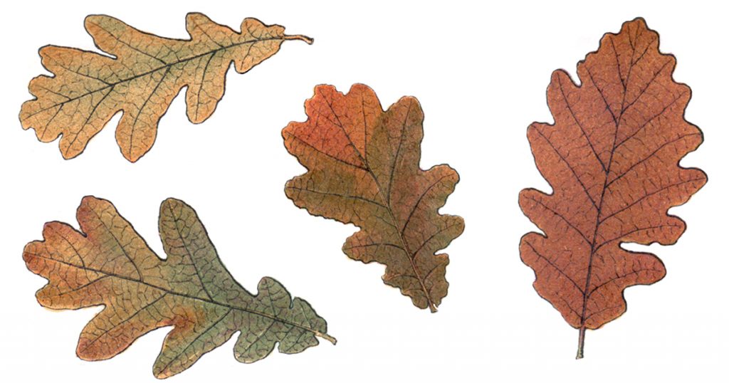Free Fall Leaf Clip Art