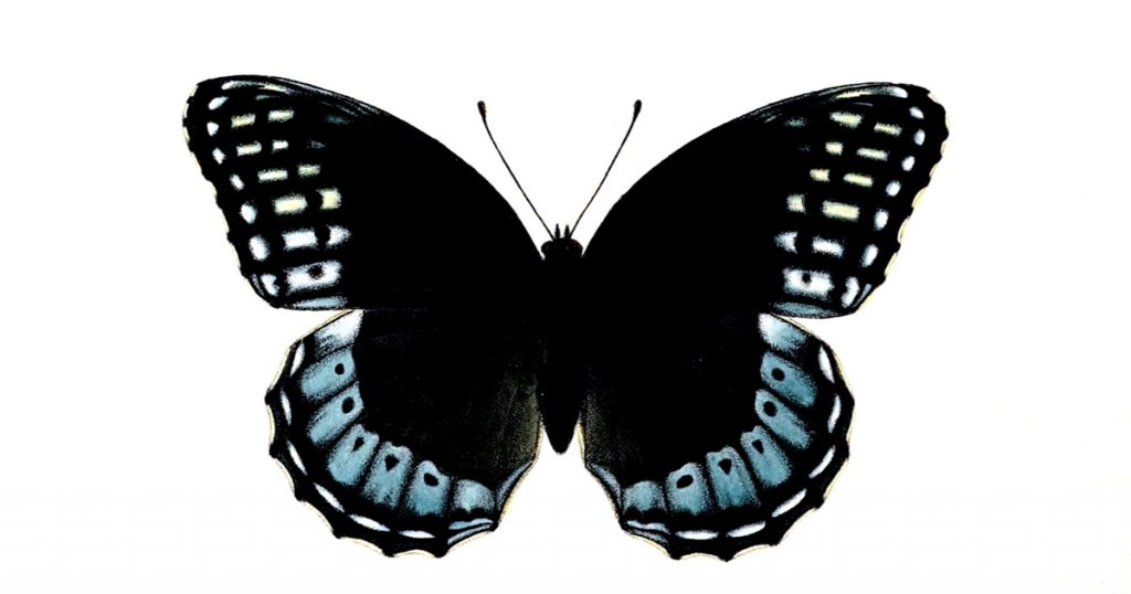Butterflies Drawings