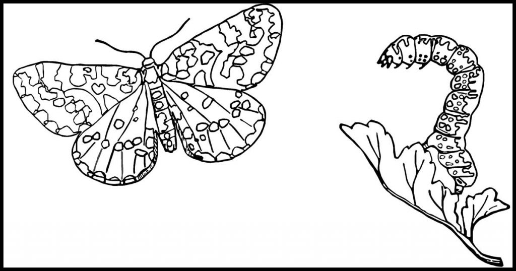 Coloring Pages Of Butterflies