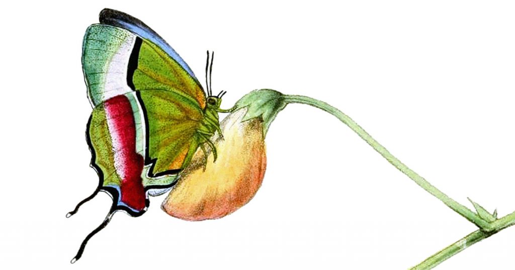 Illustrations Of Butterflies