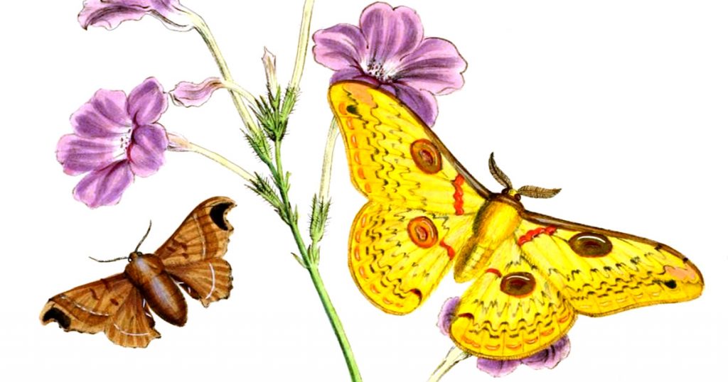 Types Of Moths