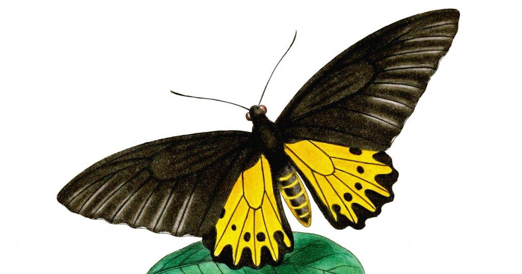 Yellow And Black Butterflies