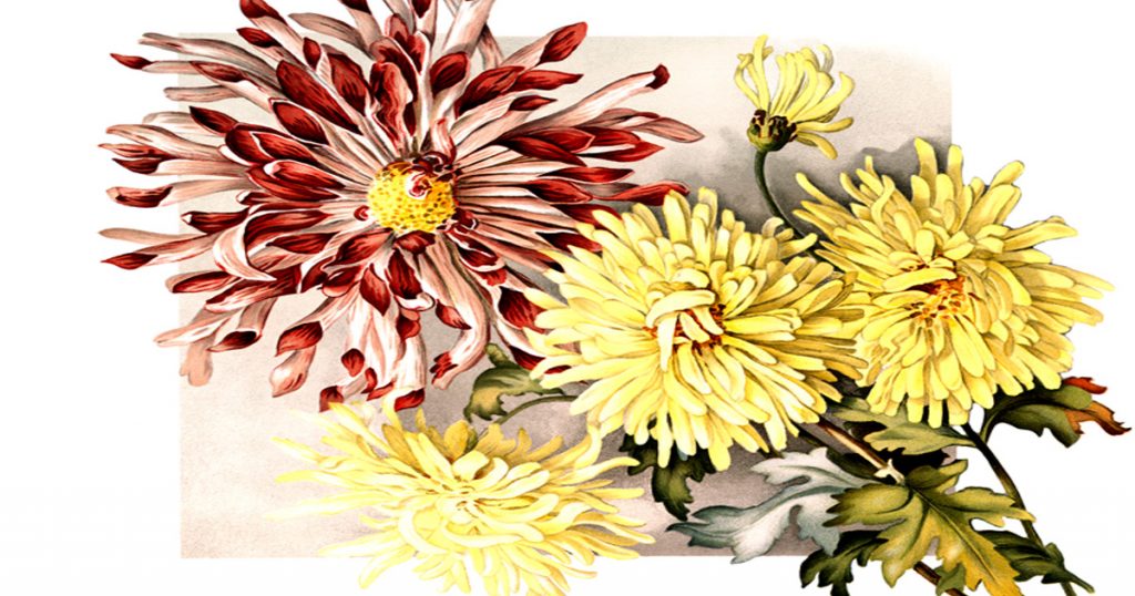 Bouquet Of Flowers Clip Art