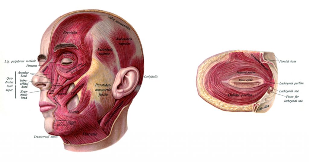 Anatomy Of A Head