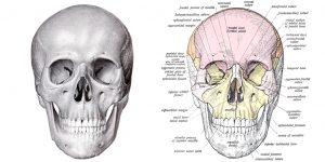 Anatomy Of A Human Skull