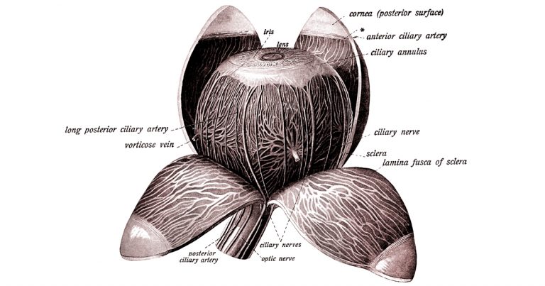 Anatomy of the Eyeball - Karen's Whimsy