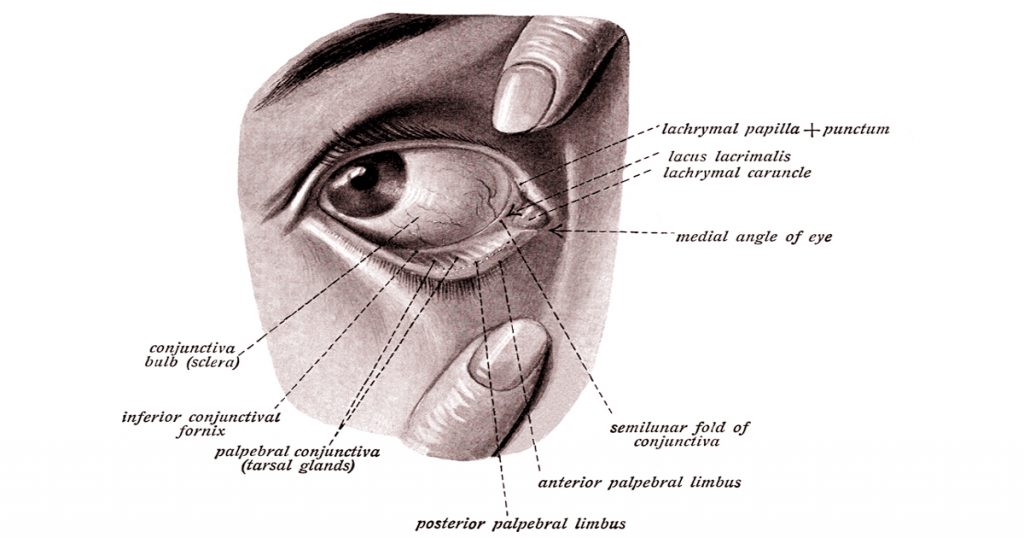 Anatomy Of The Eyelid
