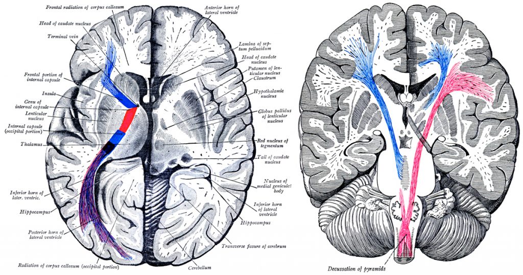 Diagrams Of The Human Brain