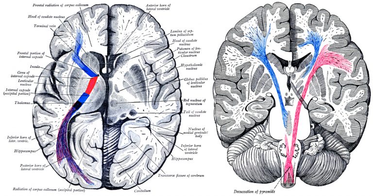 Diagrams of the Human Brain - Karen's Whimsy