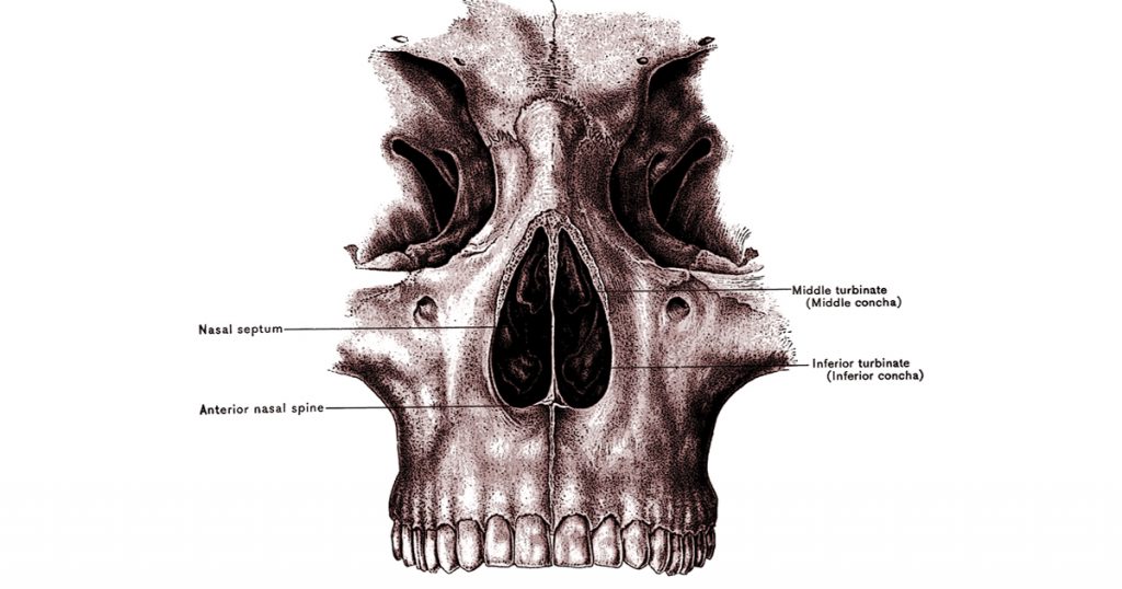 Diagrams Of The Nose
