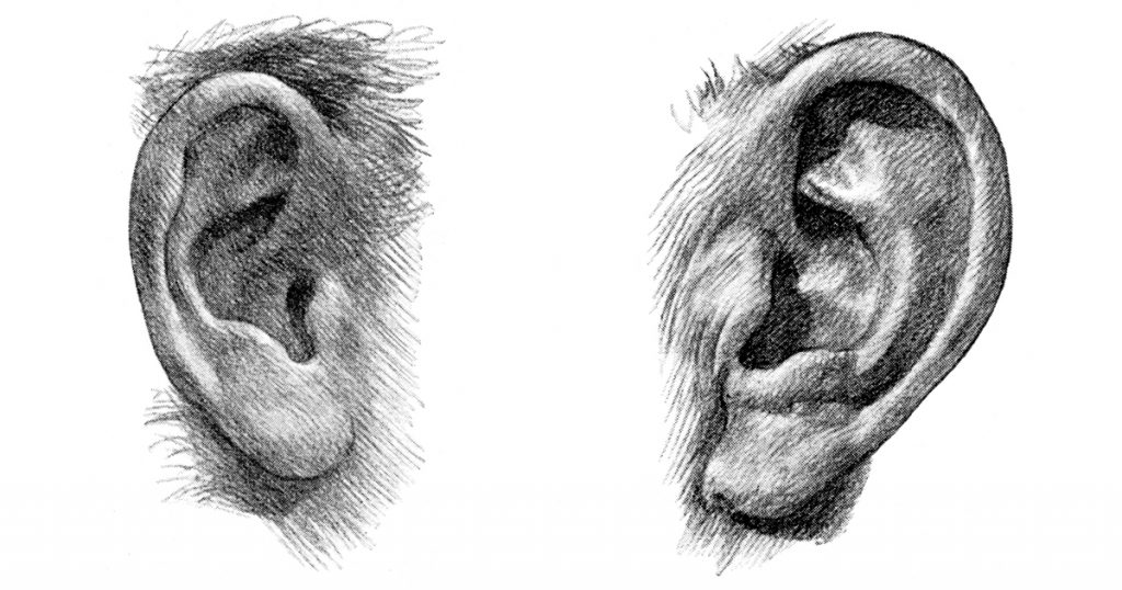 Drawings Of Ears