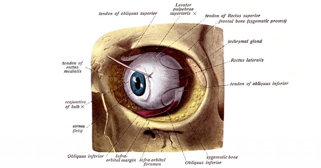 Drawings Of Eyeballs