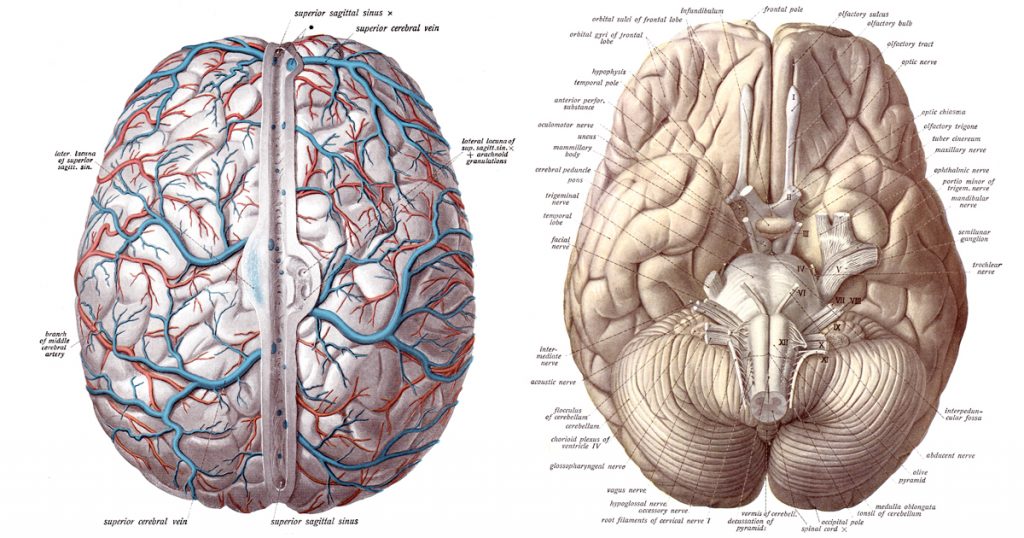 Drawings Of The Brain
